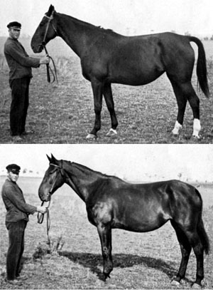 Noberina, geb. 1925 (oben) und Nobera, geb. 1926 - zwei Vollgeschwister von Adenio a.d. Noberine I (Züchter A. Brinkmann, Lütten Klein. Fotos: privat